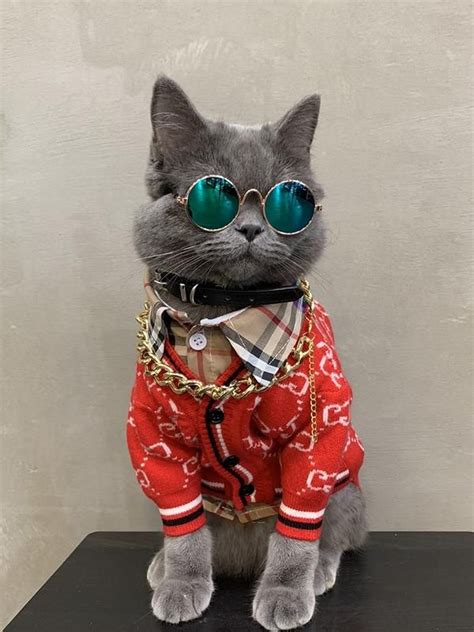 cat wearing gucci.